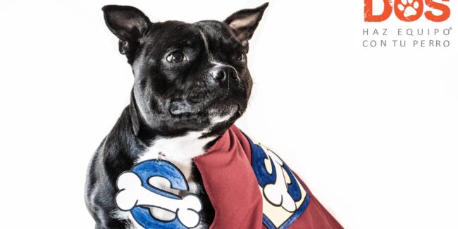 super perros