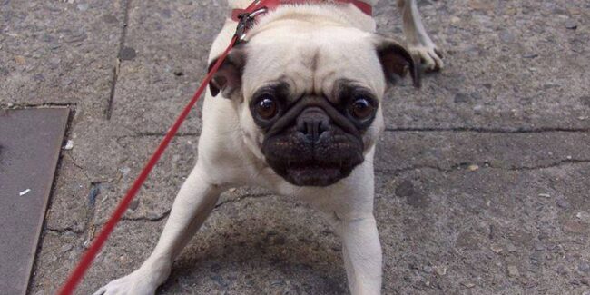 guias-canino