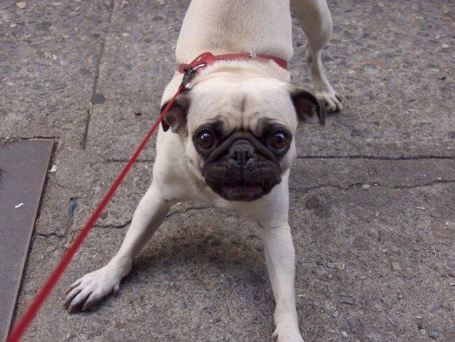 guias-canino