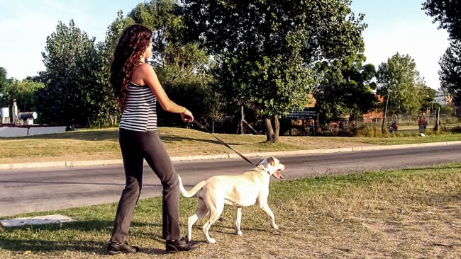 perros taxistas