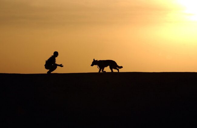 dog-659856_1280
