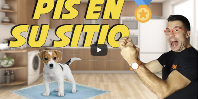 enseñar a tu cachorro a hacer su necesidades en el empapador