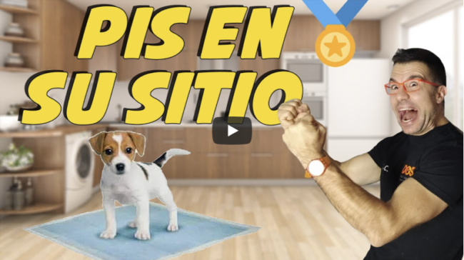 enseñar a tu cachorro a hacer su necesidades en el empapador