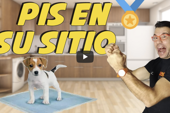 enseñar a tu cachorro a hacer su necesidades en el empapador