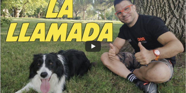 enseñar a un perro a venir cuando le llaman