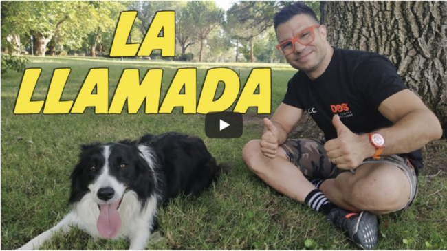 enseñar a un perro a venir cuando le llaman