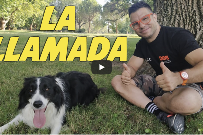 enseñar a un perro a venir cuando le llaman