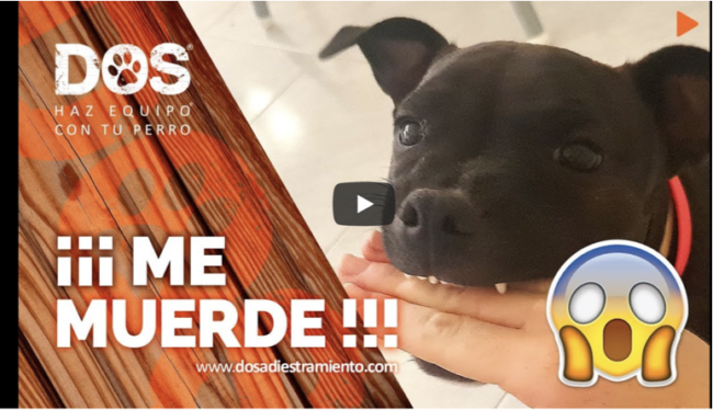 enseñar a un perro a no morder